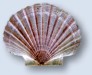 Coastline Sea Shell