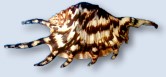 Coastline Sea Shell