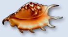 Coastline Sea Shell