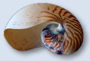 Coastline Sea Shell