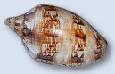Coastline Sea Shell